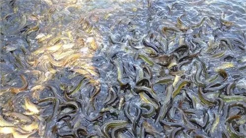 【華牧青源飼料】泥鰍養殖技術